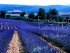 fields of lavender