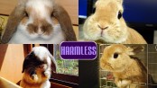 harmless dwarf bunnies