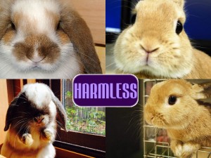 harmless dwarf bunnies