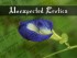 Clitoria ternatea