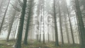 fog sex